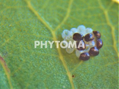 Acrosternum sp